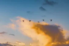 1790266001256.webp