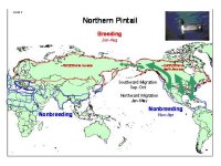 Northern-Pintail-Map.jpg