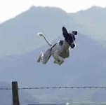 flying dog.jpg