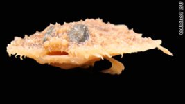 story_pancake_batfish_lsu.jpg