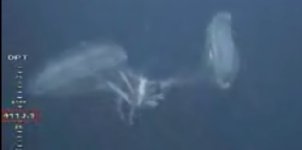 Oil Sea Creature resized.jpg