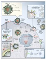 Virus replication.jpg Virus replication.jpg