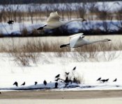 20110212-280915-1-L.jpg