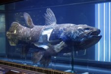 coelacanth1.jpg