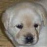 Labrador - Sadie