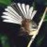 kiwibird