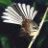 kiwibird