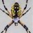 GardenSpider