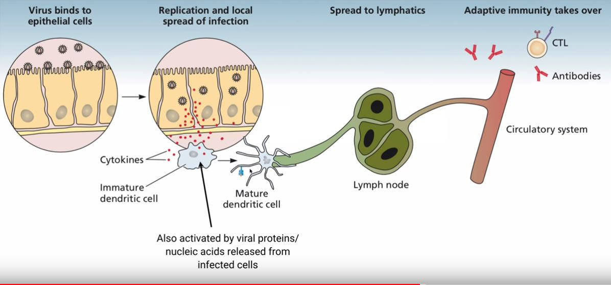 Click image for larger version  Name:	dendrictic.JPG Views:	129 Size:	106.9 KB ID:	850508