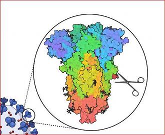 Click image for larger version  Name:	SARS S1-S2 cleavage site..JPG Views:	3 Size:	72.0 KB ID:	905847