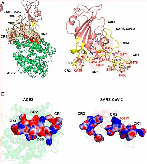 Click image for larger version  Name:	ACE2 RBD binding.JPG Views:	3 Size:	129.0 KB ID:	905849