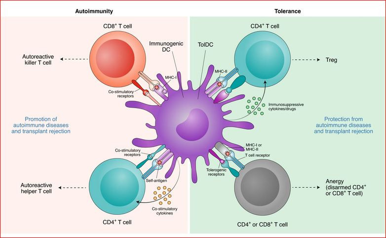 Click image for larger version  Name:	dendrictic cell.JPG Views:	9 Size:	85.6 KB ID:	907703