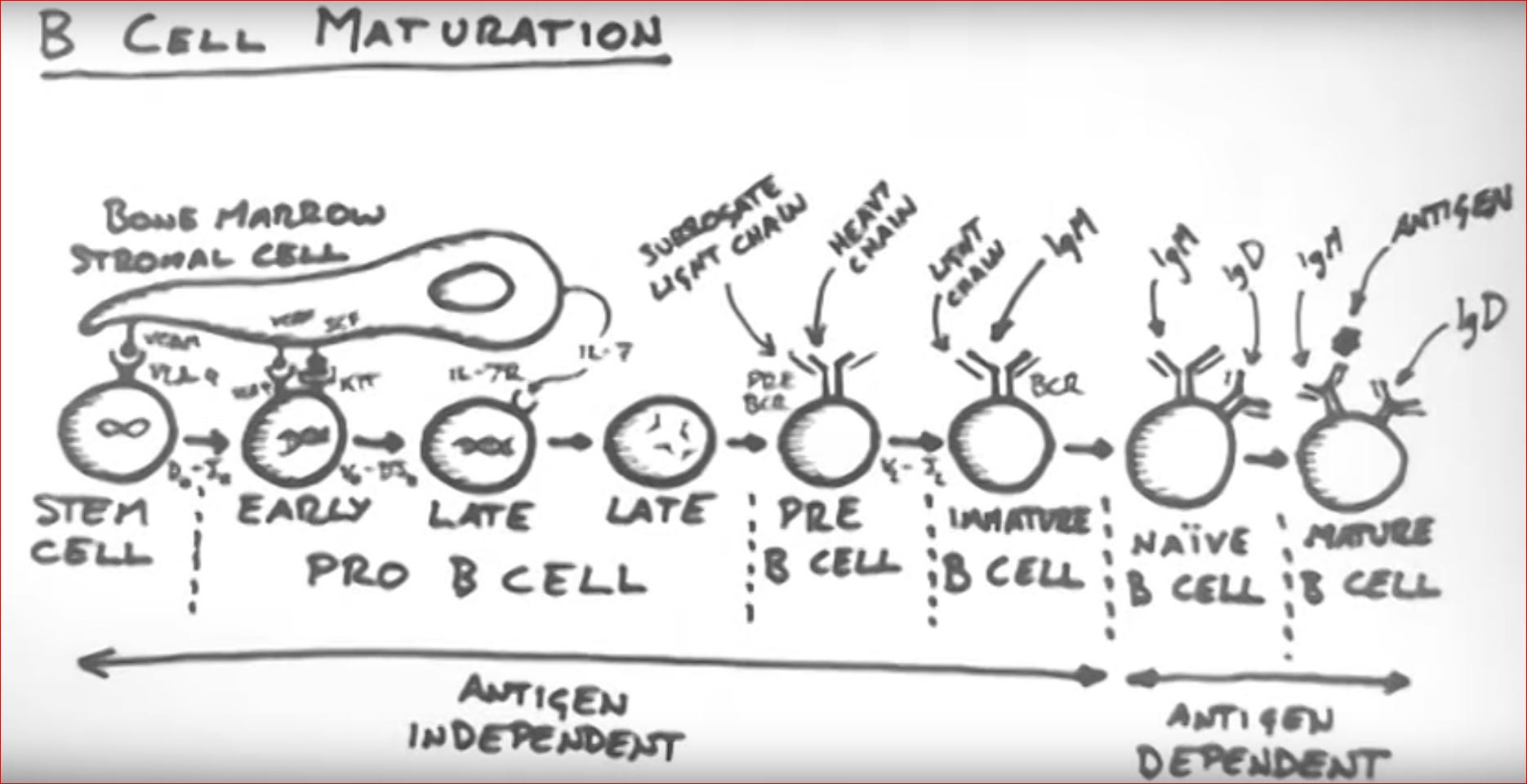 Click image for larger version  Name:	B cell maturation.JPG Views:	9 Size:	199.0 KB ID:	907704