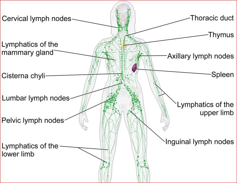 Click image for larger version  Name:	Lypnatic system.JPG Views:	9 Size:	112.0 KB ID:	907705