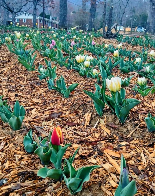 Click image for larger version

Name:	image.png
Views:	31
Size:	972.8 KB
ID:	1010989