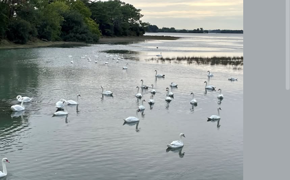 Click image for larger version

Name:	image.png
Views:	52
Size:	284.0 KB
ID:	1019880