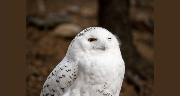 Click image for larger version  Name:	image.png Views:	1 Size:	209.4 KB ID:	1022256