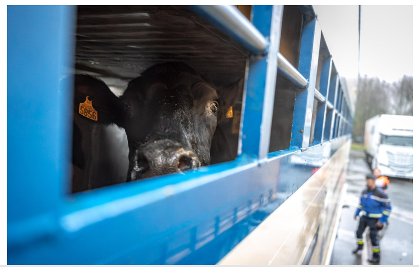 Click image for larger version

Name:	image.png
Views:	269
Size:	539.8 KB
ID:	1026054