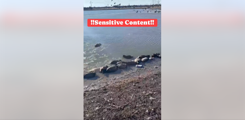 Click image for larger version  Name:	image.png Views:	1 Size:	234.1 KB ID:	1028794