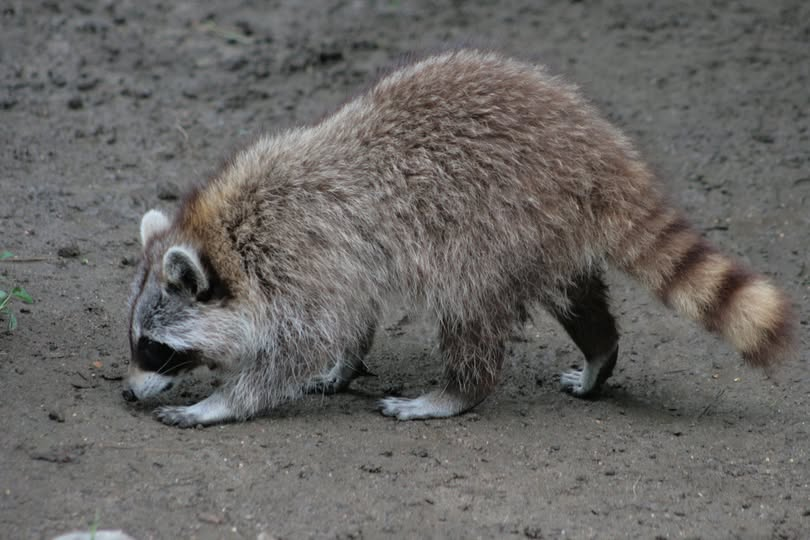 Click image for larger version  Name:	image.png Views:	1 Size:	522.7 KB ID:	1033026