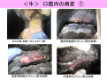 Click image for larger version

Name:	japan_photo3.png
Views:	237
Size:	357.5 KB
ID:	652778