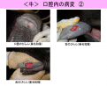 Click image for larger version

Name:	japan_photo4.png
Views:	242
Size:	306.6 KB
ID:	652779