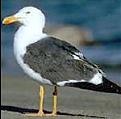 Yellow footed gull small