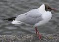 blackheadedgull small