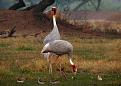 saras cranes bharatpur bird